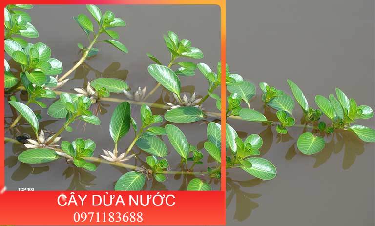 Chuẩn cây rau dừa nước khô 1kg . . lh 0982 772 015