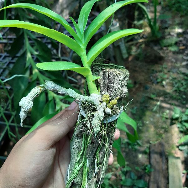 Phong lan trầm hương ghép gỗ( bảng trung)