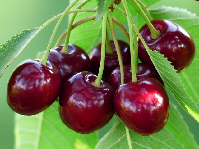 hạt giống Anh Đào ( Cherry)