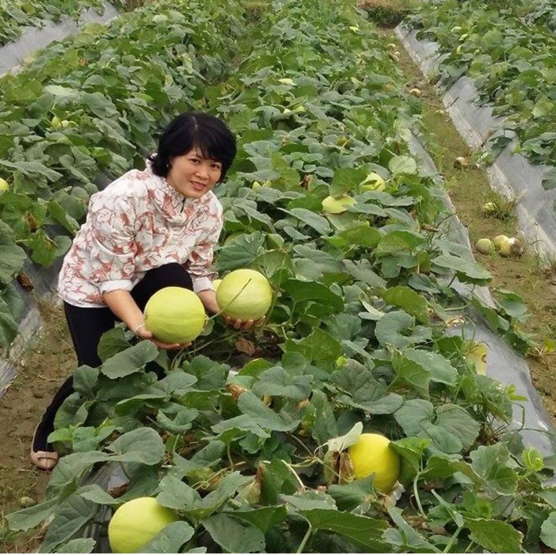 1g Hạt giống Dưa lê (tặng Kích nẩy mầm, Hướng dẫn ươm)