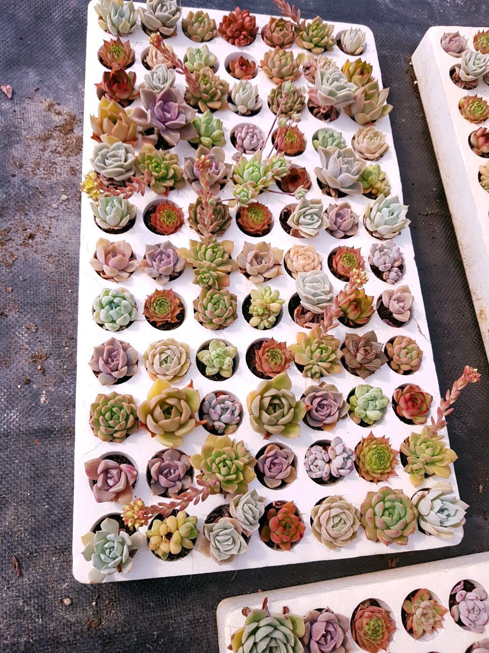 sen đá mini (size vỉ 3-5cm) hàng vip liên đài, cánh đều