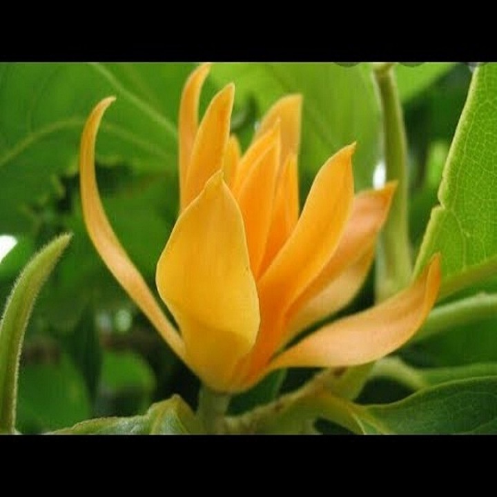 Bầu cây giống cây ngọc lan hoa vàng