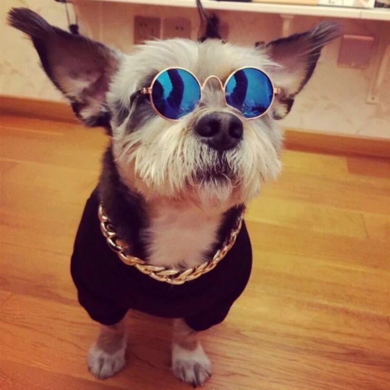 Kính Râm Cho Thú Cưng Siêu Ngầu 😎