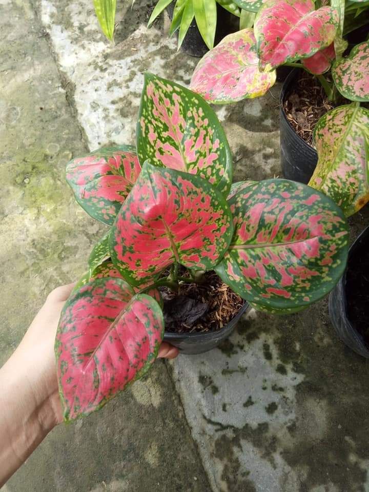 Cây Vạn lộc phong thủy