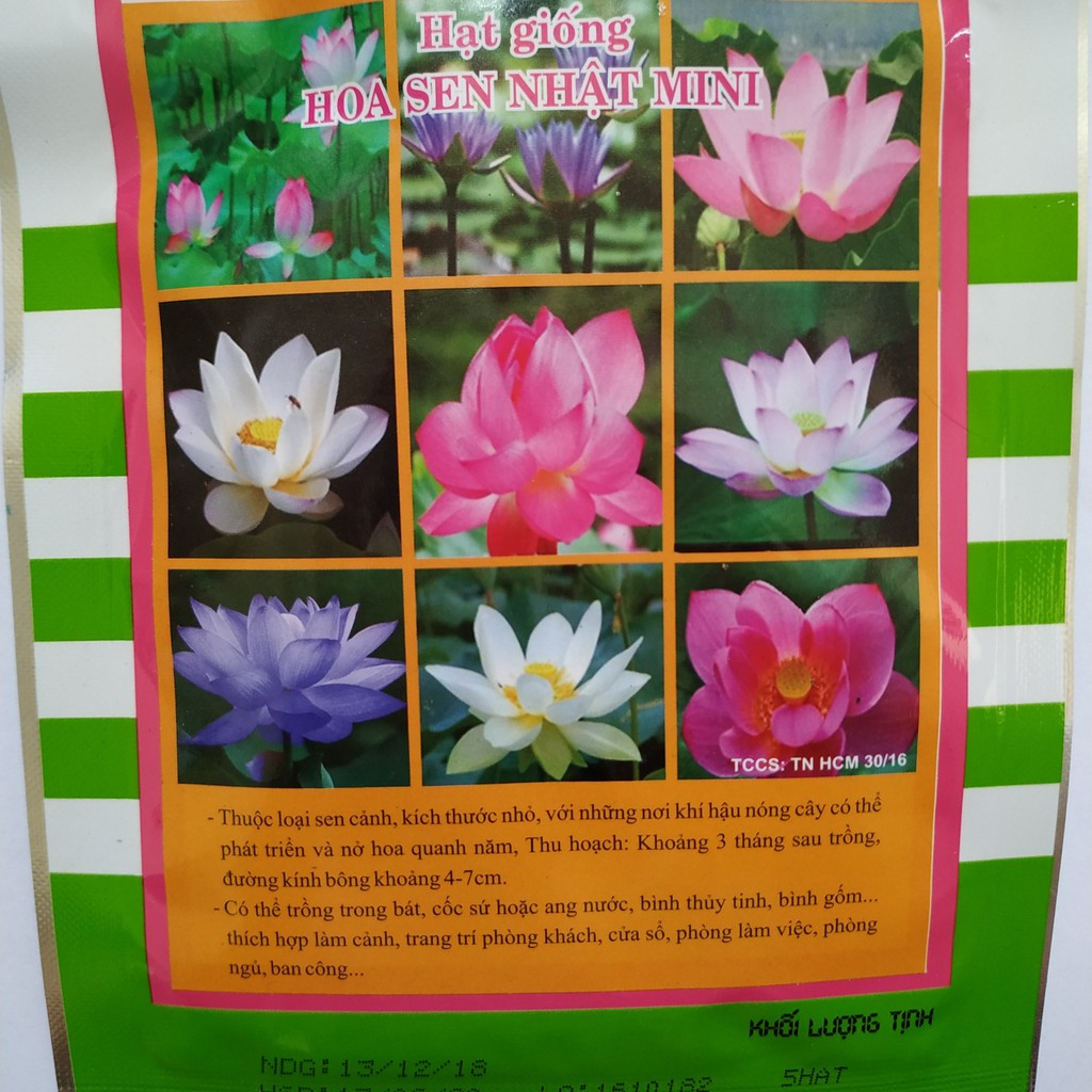 Hạt Giống HOA SEN NHẬT MINI (gói 5 hạt)