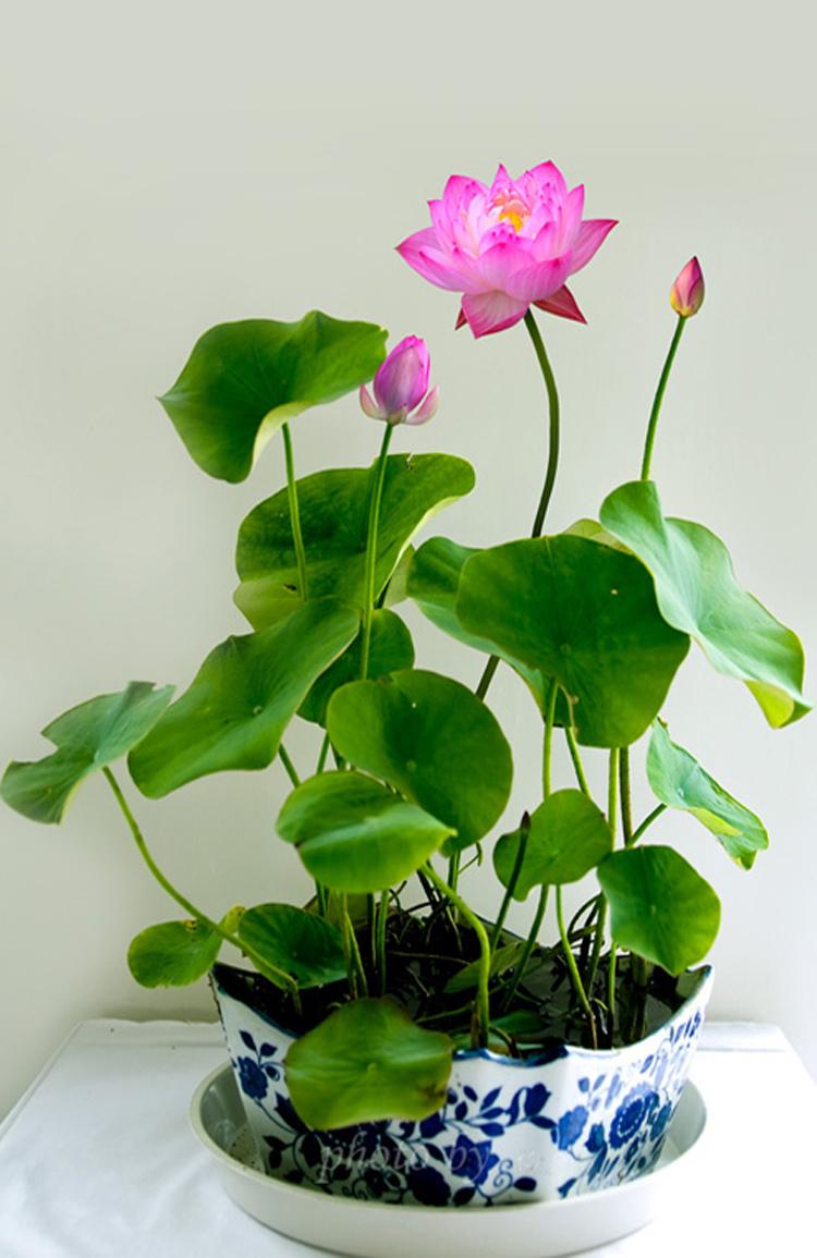 [HCM]Gói 5 Hạt Giống Hoa Sen Mini Nhiều Màu- NanuSeeds