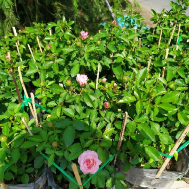 Hồng ngoại Tezza lùn (hồng bụi)