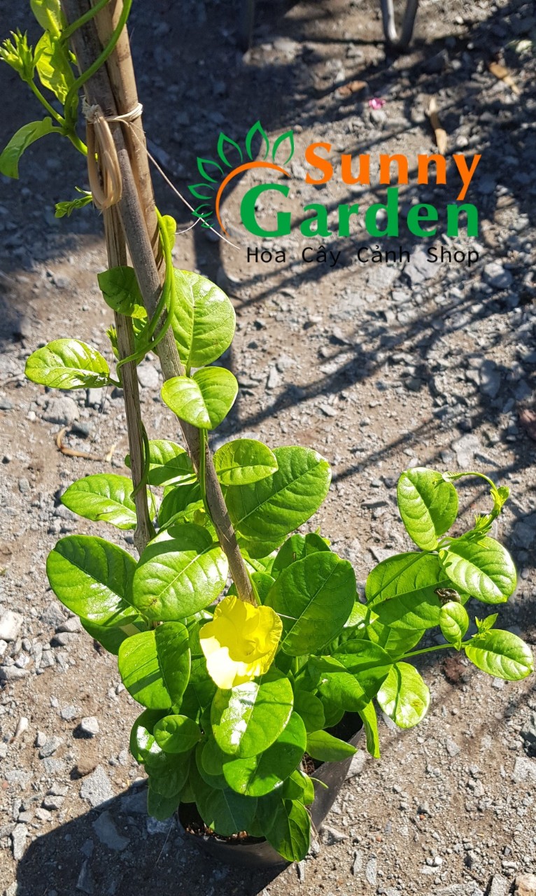 Cây Huynh Đệ Vàng ( Dây Leo Rào). Cao 30-40cm - Cây Cảnh