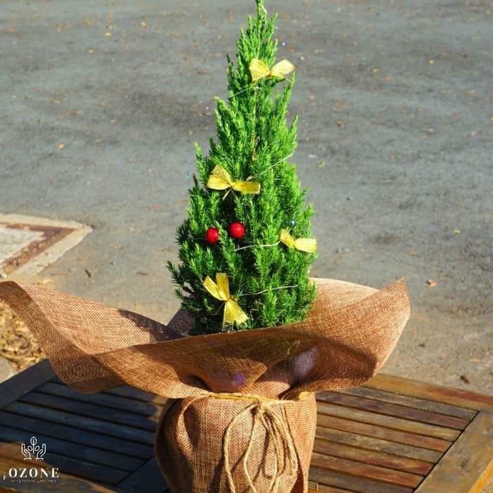 Cây sơn tùng cao 40-90 cm+ trang trí noel