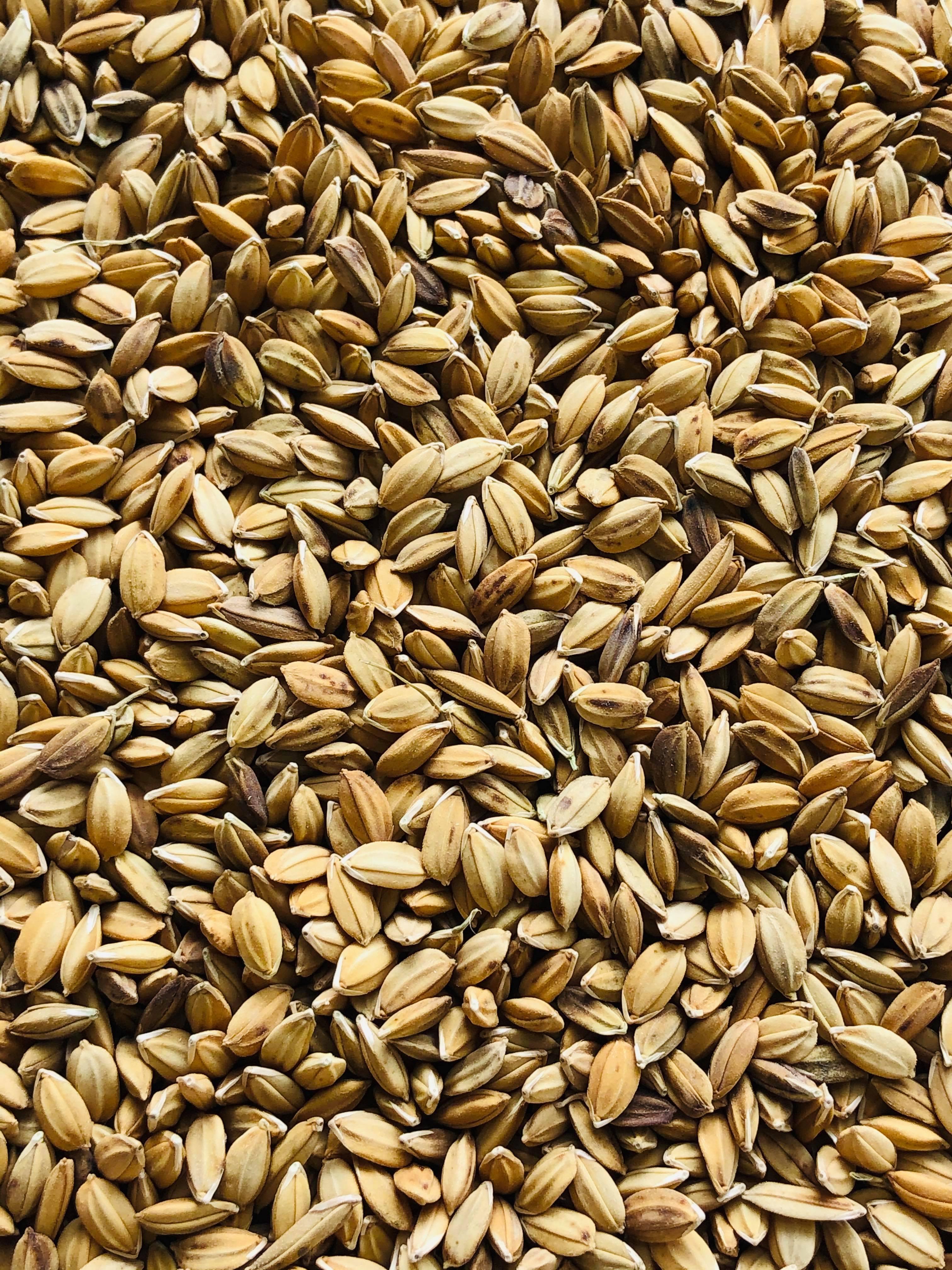 5kg lúa tiêu ruột đỏ cho Chim Cảnh, Cu Gáy, Gà Kiểng.