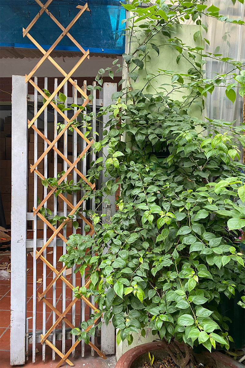 [Freeship MAX] Giàn gỗ treo cây ban công - Hàng rào leo cây trong vườn có thể thu gọn mắt cáo, khung leo cây ban công sân vườn
