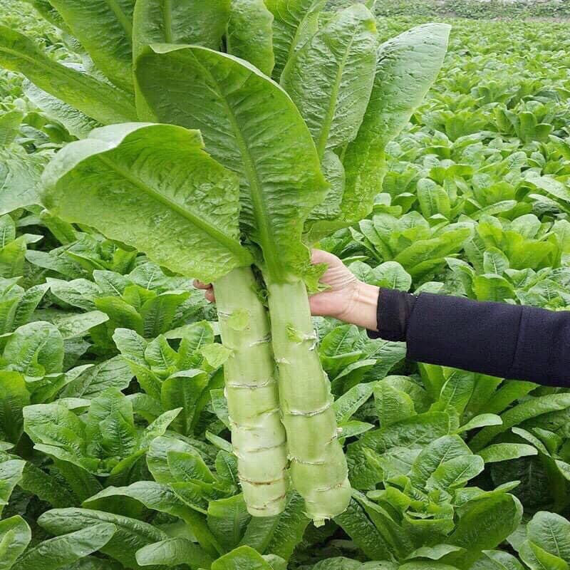 Hạt Giống Xà Lách Rau Diếp Lá Dài