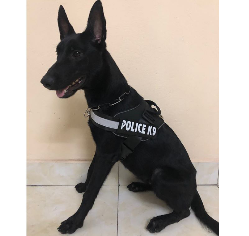 Đai yếm ngực cho Chó poli.ce K9 (không kèm dây dắt) - Love pets shop