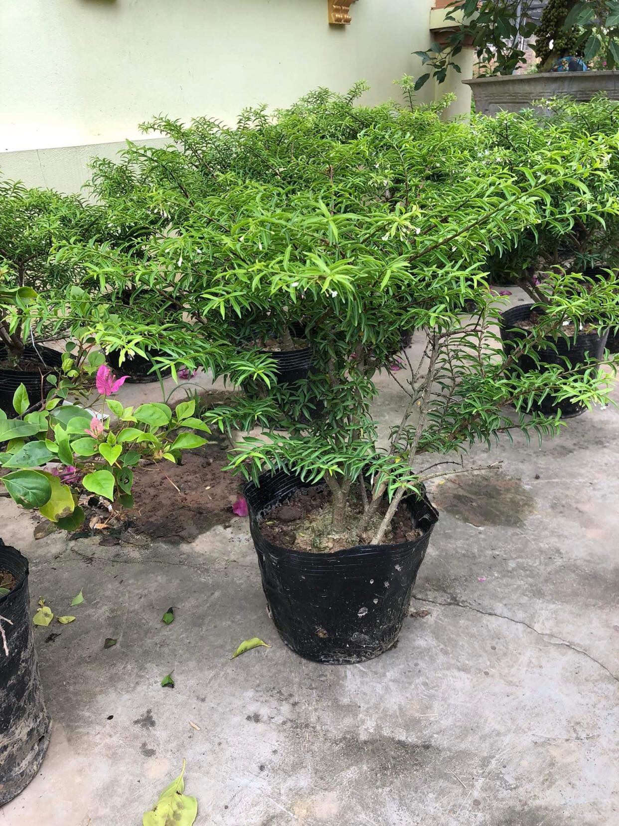 CÂY MAI CHIẾU THUỶ DÁNG BON SAI GỬI ĐI HÌNH CUỐI
