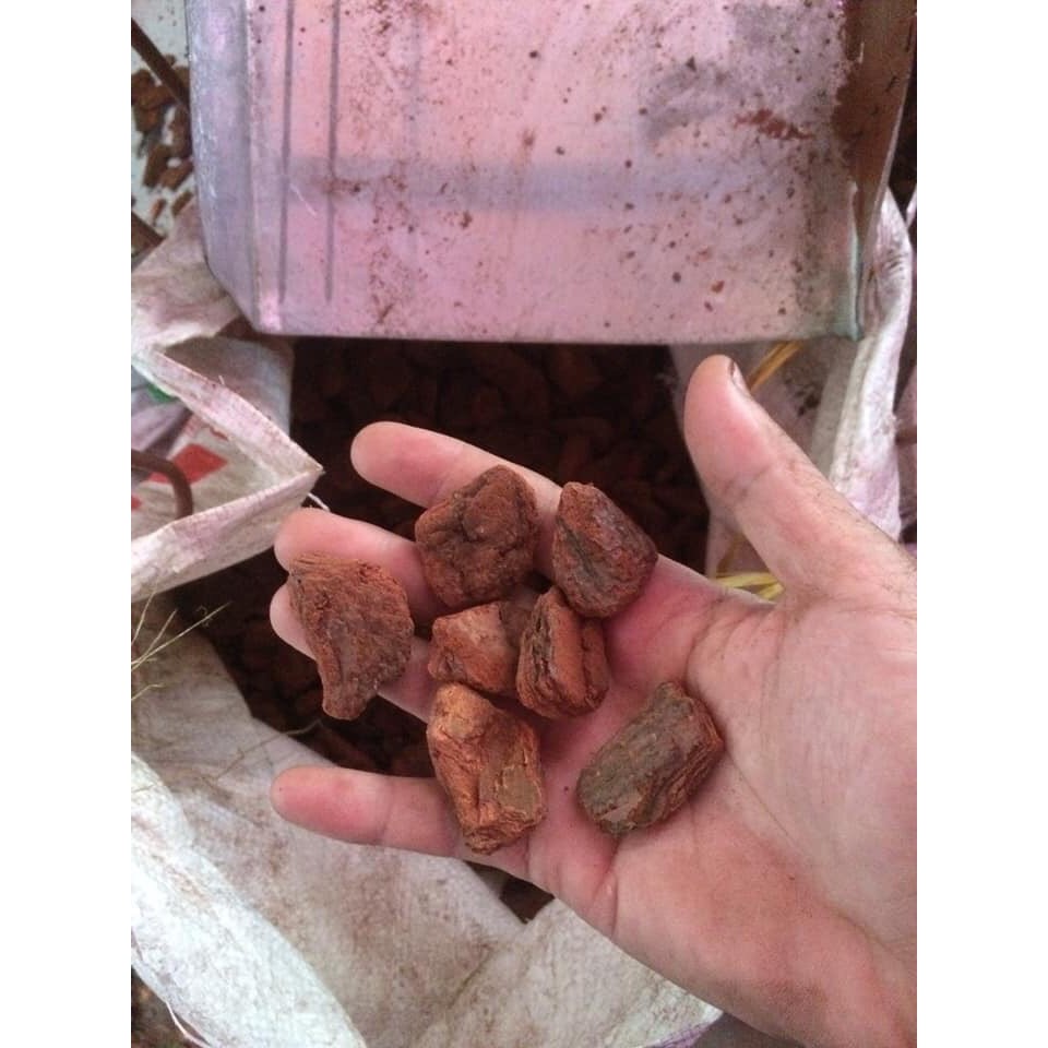 1kg vỏ thông xay hạt đỗ trồng lan