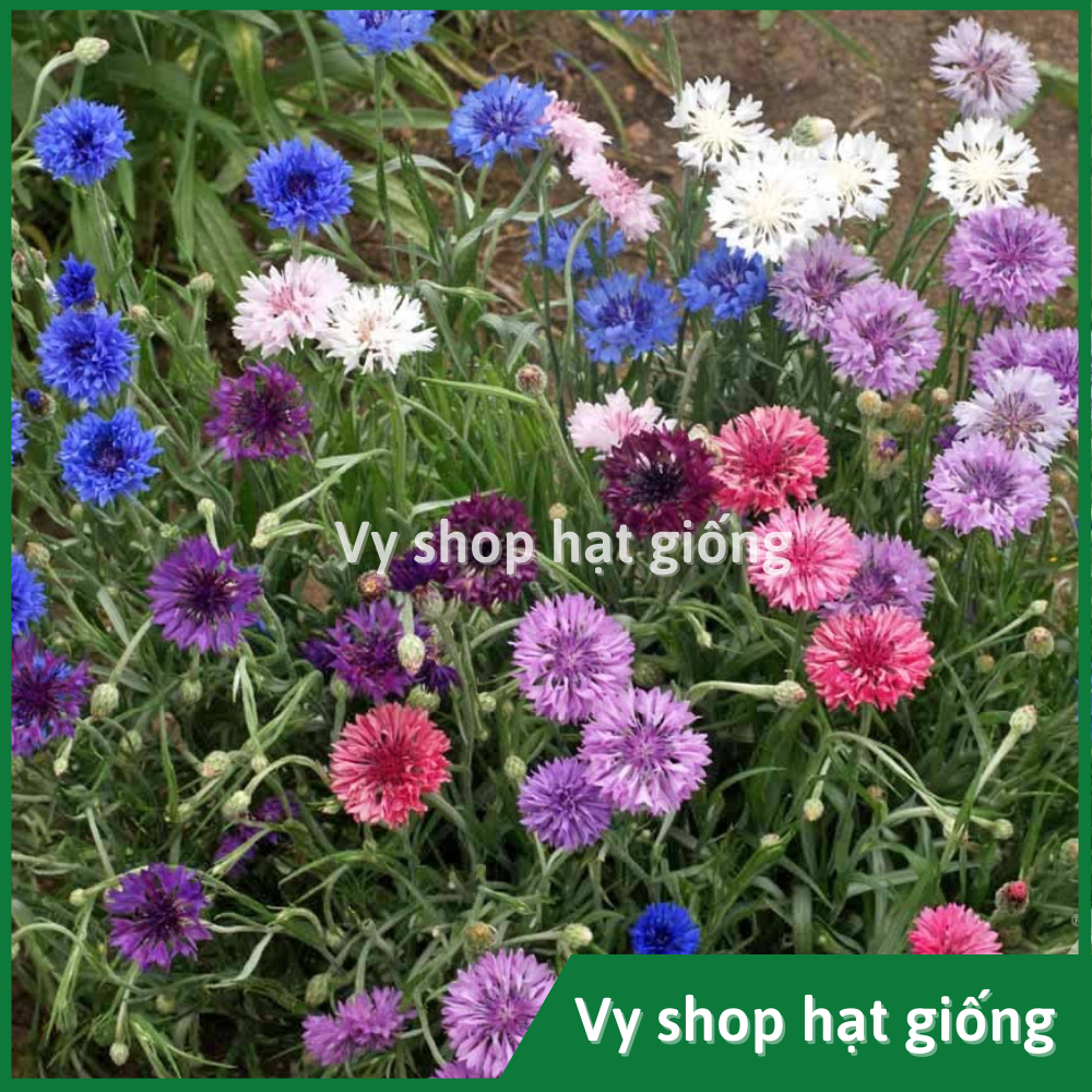 Hạt giống hoa thanh cúc (cúc ngô) - Centaurea Cyanus gói 100 hạt