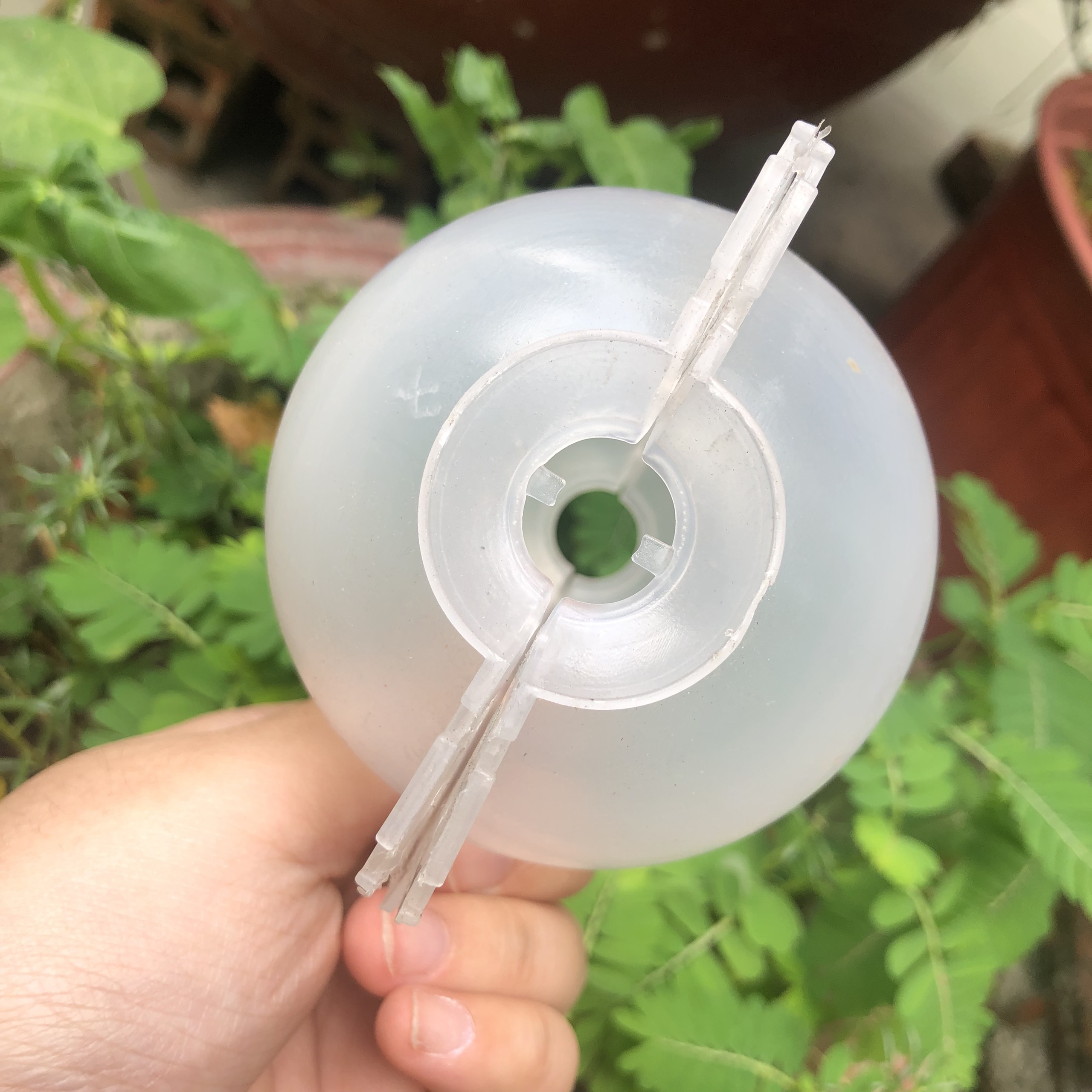 Bầu chiết cây - SIZE M (10CM)