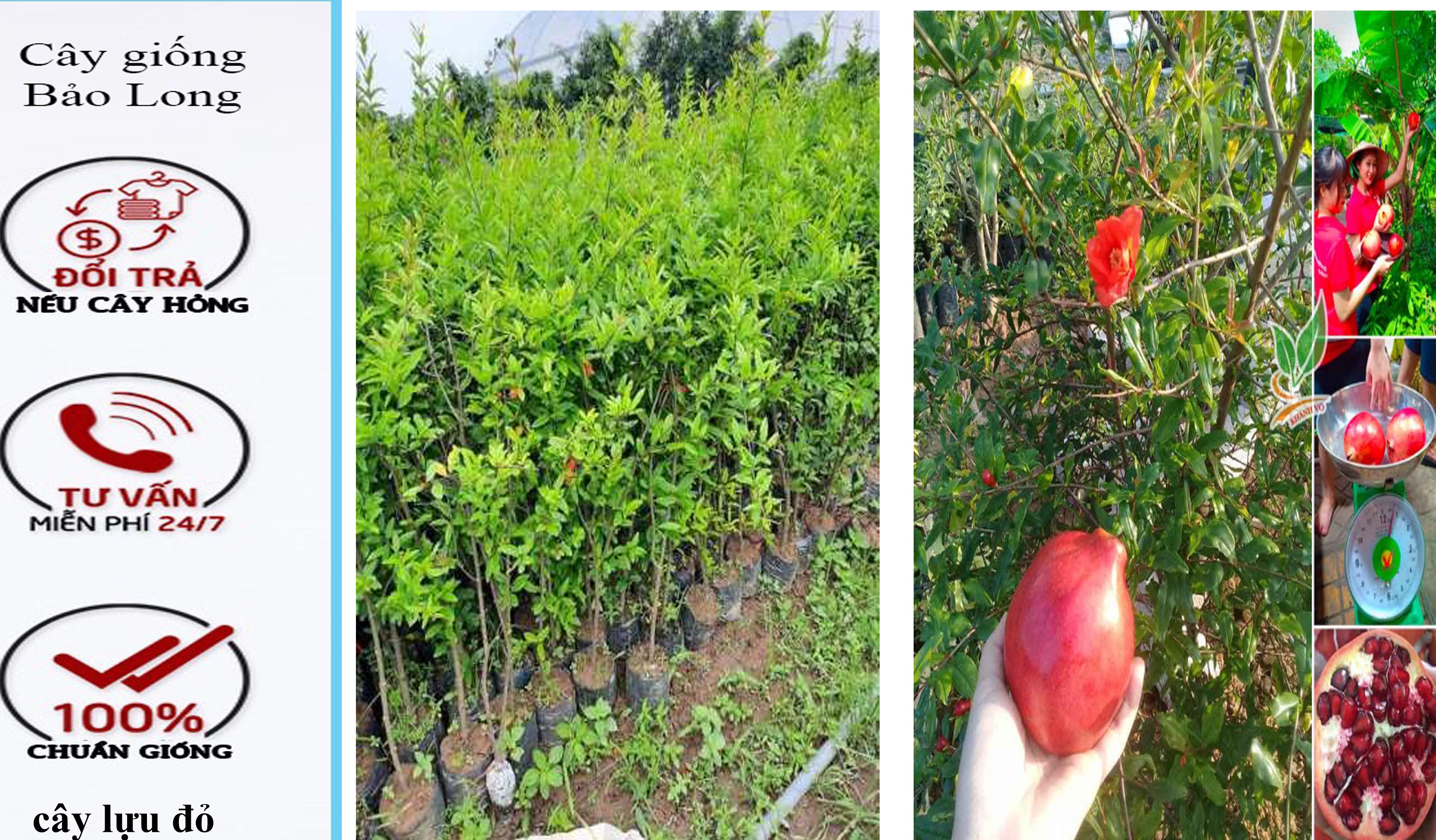 Cây giống LỰU ĐỎ