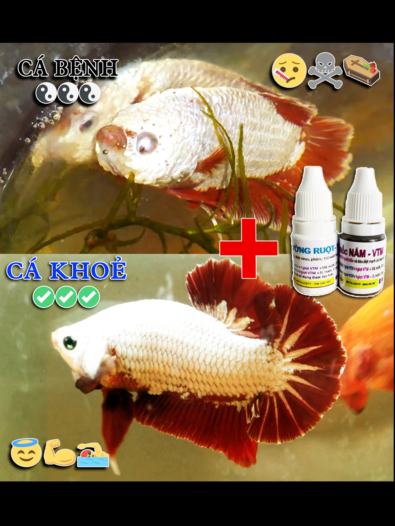 Bộ ấp Artemia Cao Cấp 55K