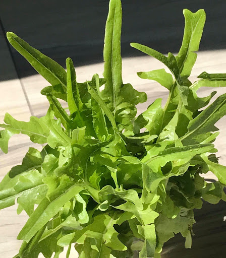 Hạt Giống Xà Lách Sồi Xanh (Oakleaf) Chịu Nhiệt Tốt, Trồng Quanh Năm