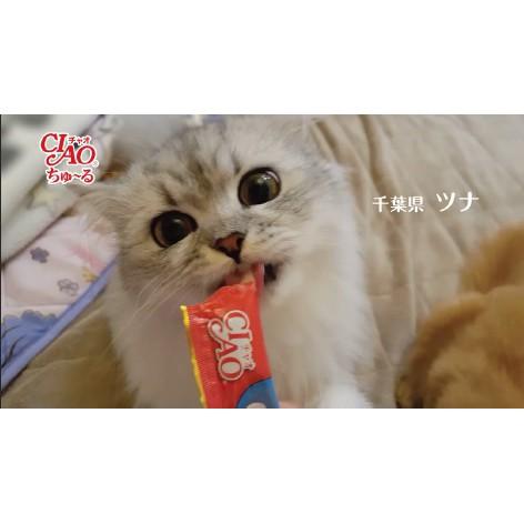 CIAO CHURU - Combo 10 gói snack súp thưởng cho mèo (giao vị ngẫu nhiên)
