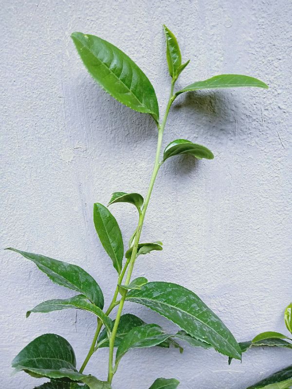 Cây giống Chè Shan Tuyết