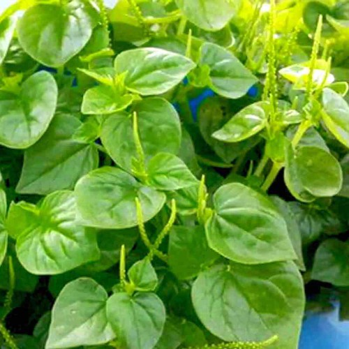 Hạt giống rau càng cua - gói 0.5 gram