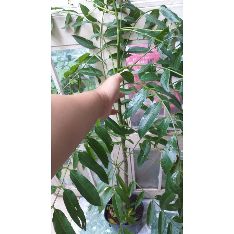 Chậu cây cóc thái mới về , cây đẹp.