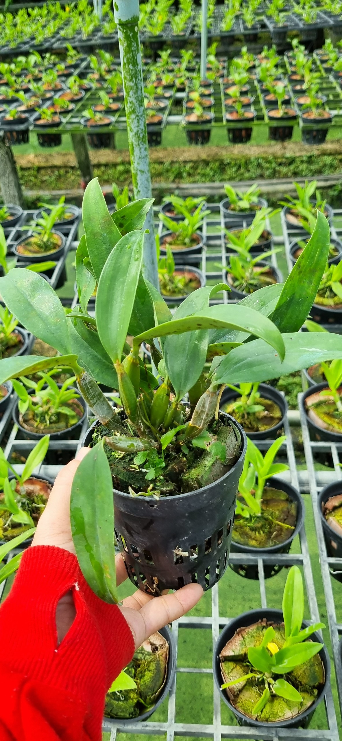 HOA LAN KIỀU