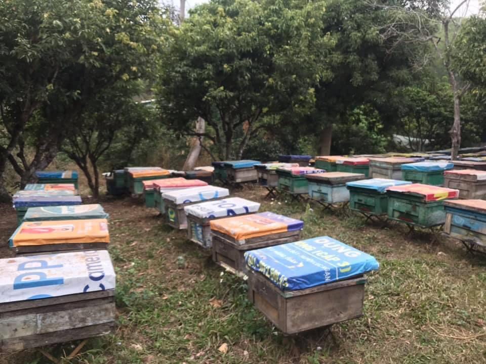 Mật Ong Hoa Rừng Nguyên Chất 100gr