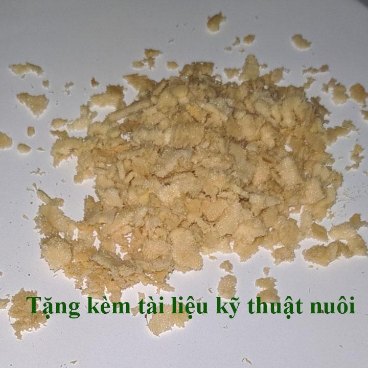 Trứng Ruồi lính đen, Sâu canxi - Hộp 20g [Tặng tài liệu kỹ thuật nuôi]
