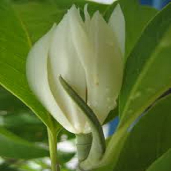 CÂY HOA NGỌC LAN TRẮNG HOA THƠM
