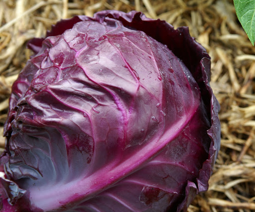 [HCM]Hạt giống bắp cải tím dễ trồng - Tặng gói hạt giống ngẫu nhiên