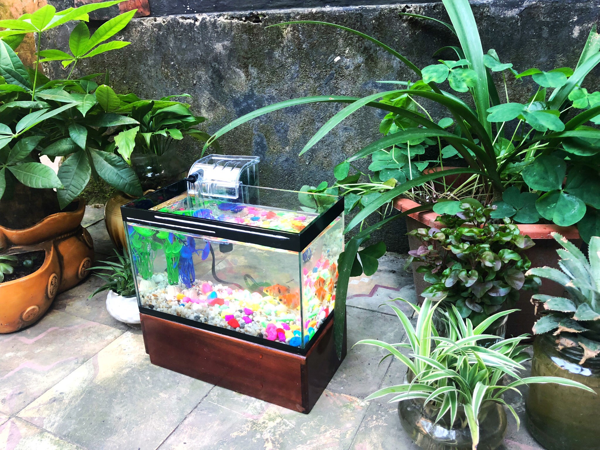 Bể cá cảnh 25x13x15cm có sẵn lọc và đèn