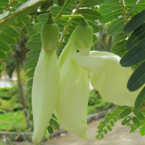 Hạt Giống Bông So Đũa Trắng - Gói 2 Gram