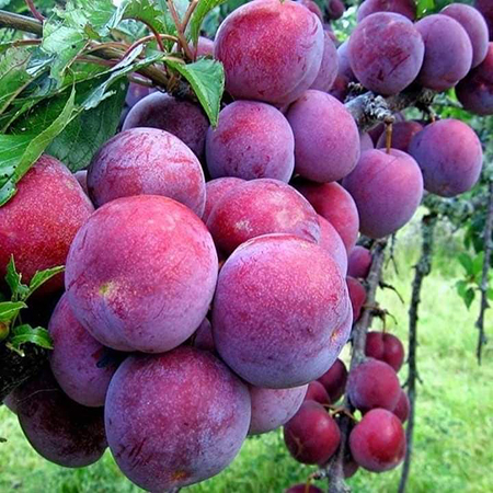 Mận tam hoa cây ghép mắt - Tặng phân bón