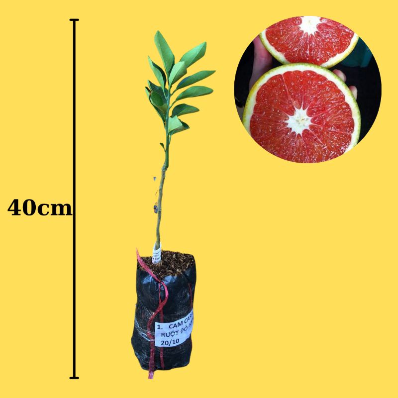 Cam Cara ruột đỏ (cây giống có bảo hành )