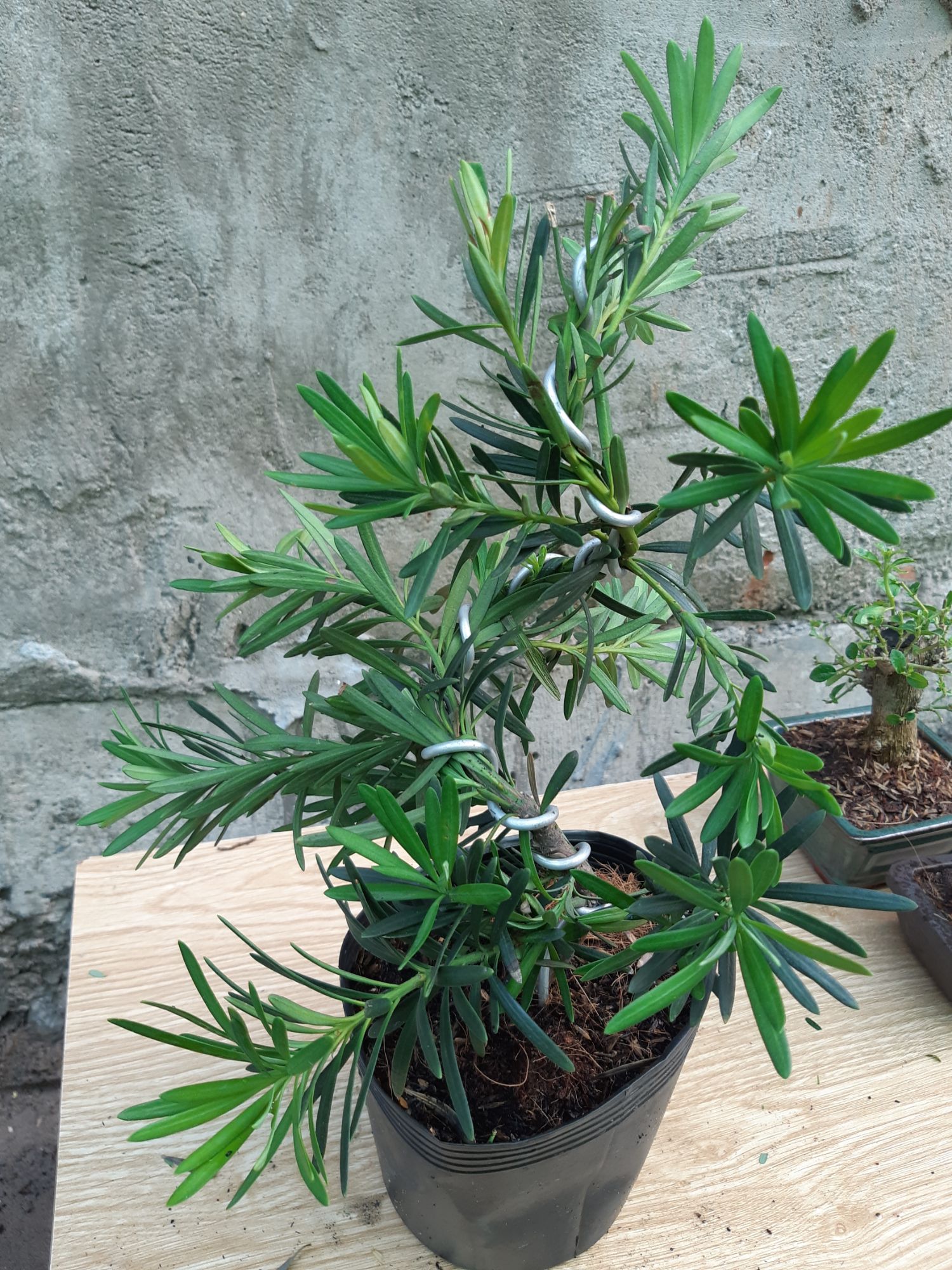 tùng la hán bonsai mini cao 25~30cm