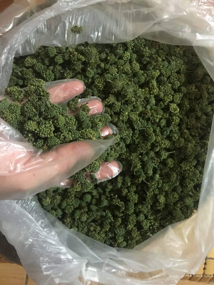 200g Nụ tam thất - Hoa tam thất
