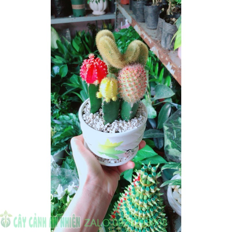 Chậu Xương Rồng