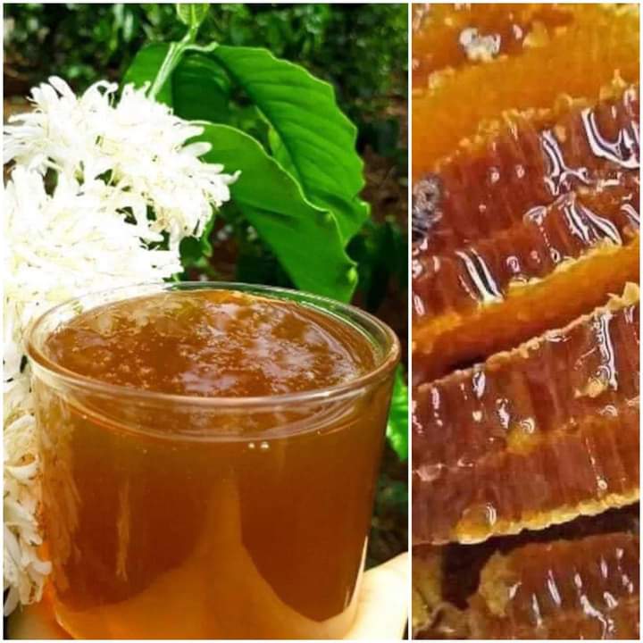 Mật ong rừng hoa cà phê Daklak 1lít hàng chuẩn