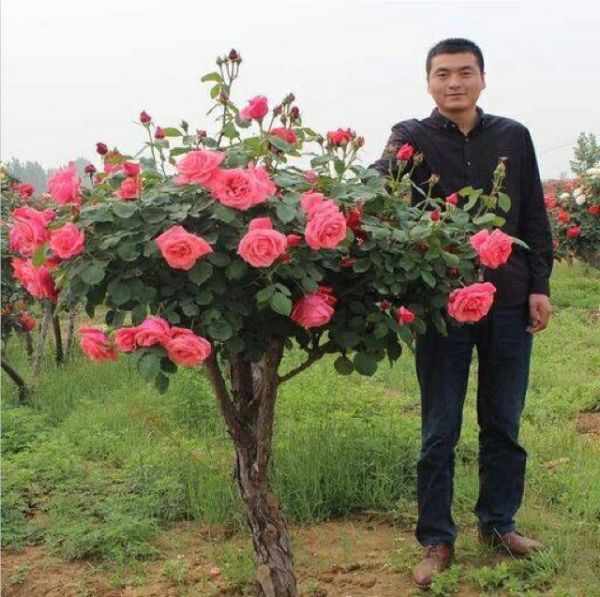 Combo 03 Gốc Hoa Hồng Thân Gỗ