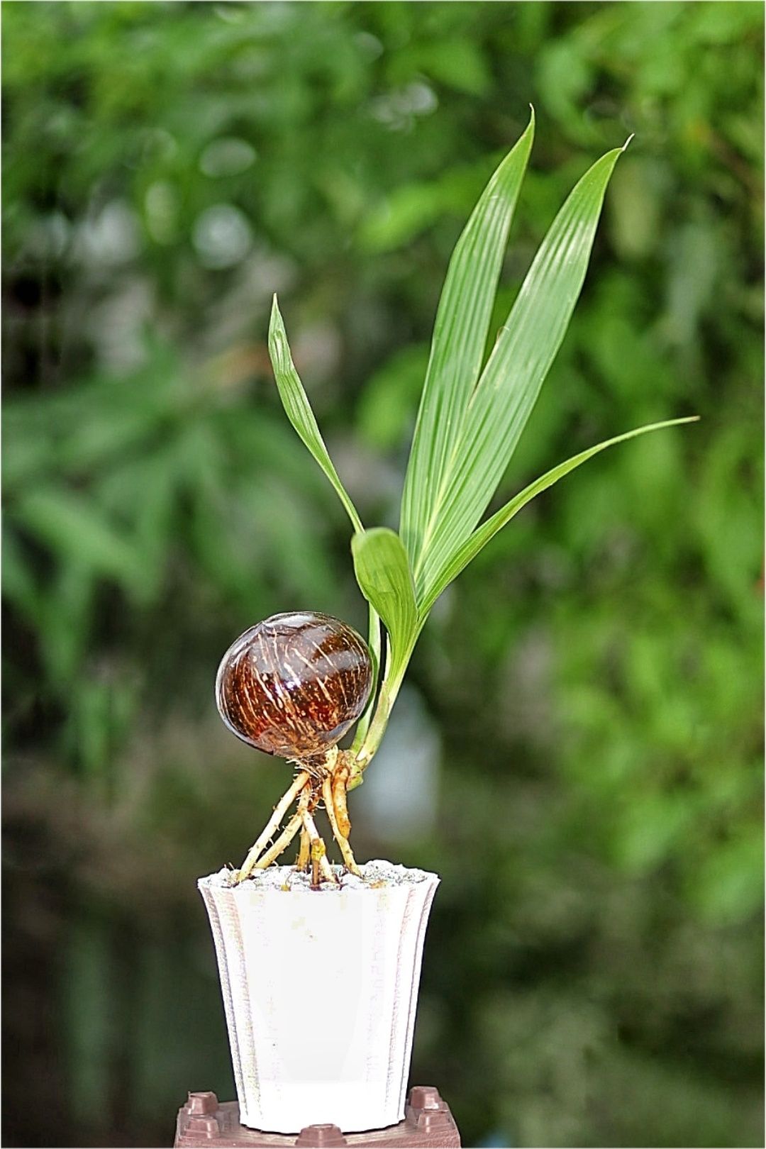 Cây phong thủy