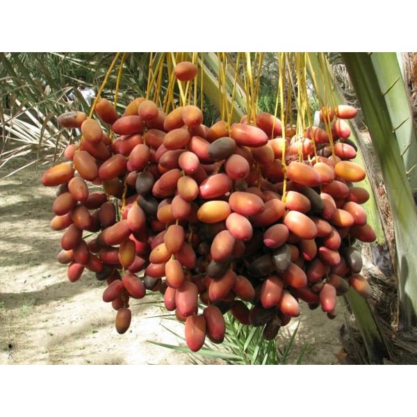 Hạt giống chà là ăn trái