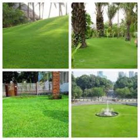 Túi 100 Gram Hạt Giống Cỏ Nhung Nhật F1 - Cỏ Sân Golf -  Phát Triển Mạnh- Chuẩn giống.