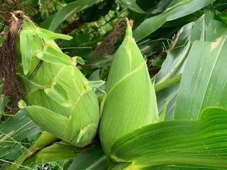 Hạt Giống Ngô Nếp Julia Thái Lan