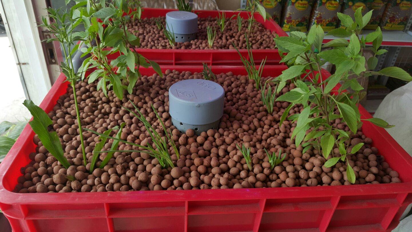 Đất Sét Nung Trồng Cây Gói 1dm