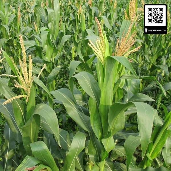 Hạt giống ngô ngọt - Gói 5gr