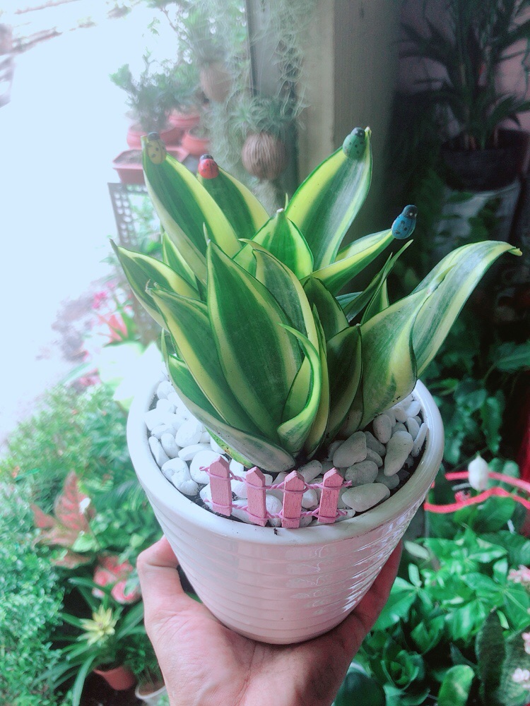 Chậu Lưỡi Hổ Thái Vàng