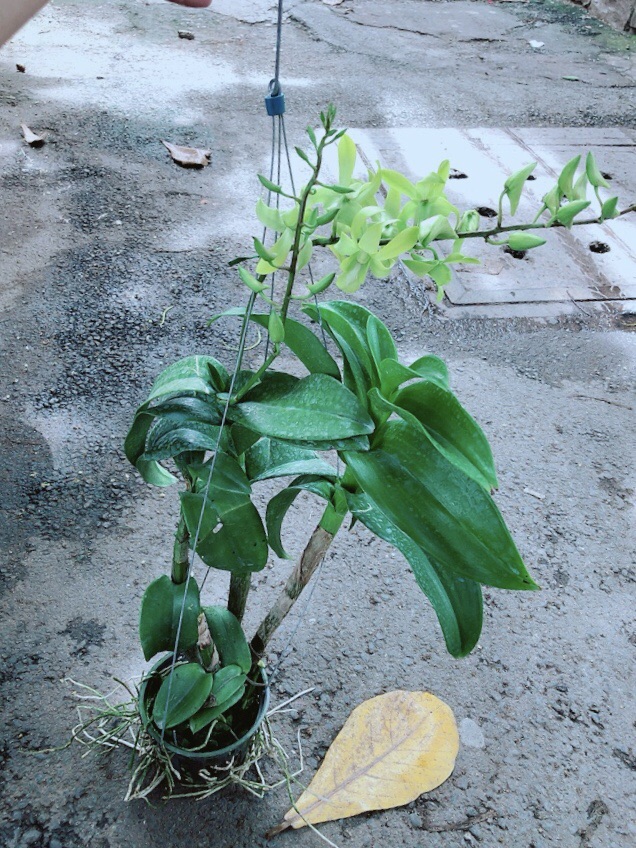 Lan Dendro Xanh
